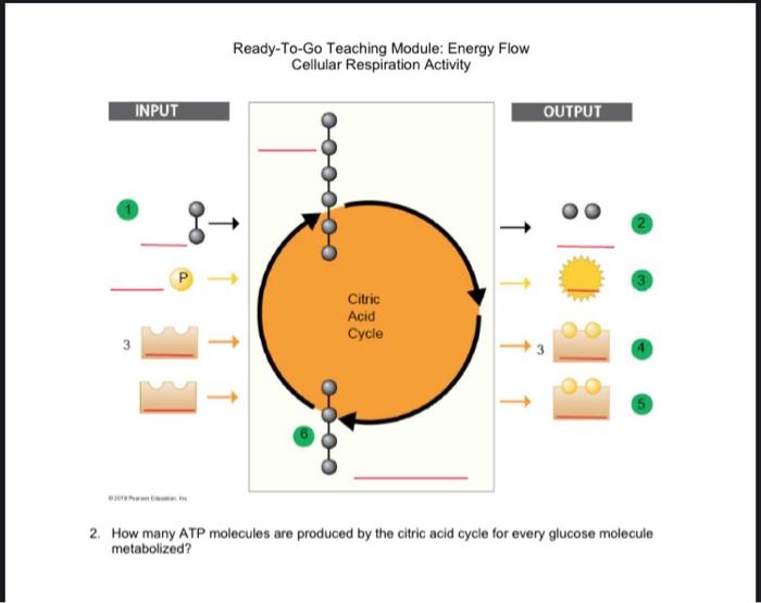 Solved Ready To Go Teaching Module Energy Flow Cellular Chegg