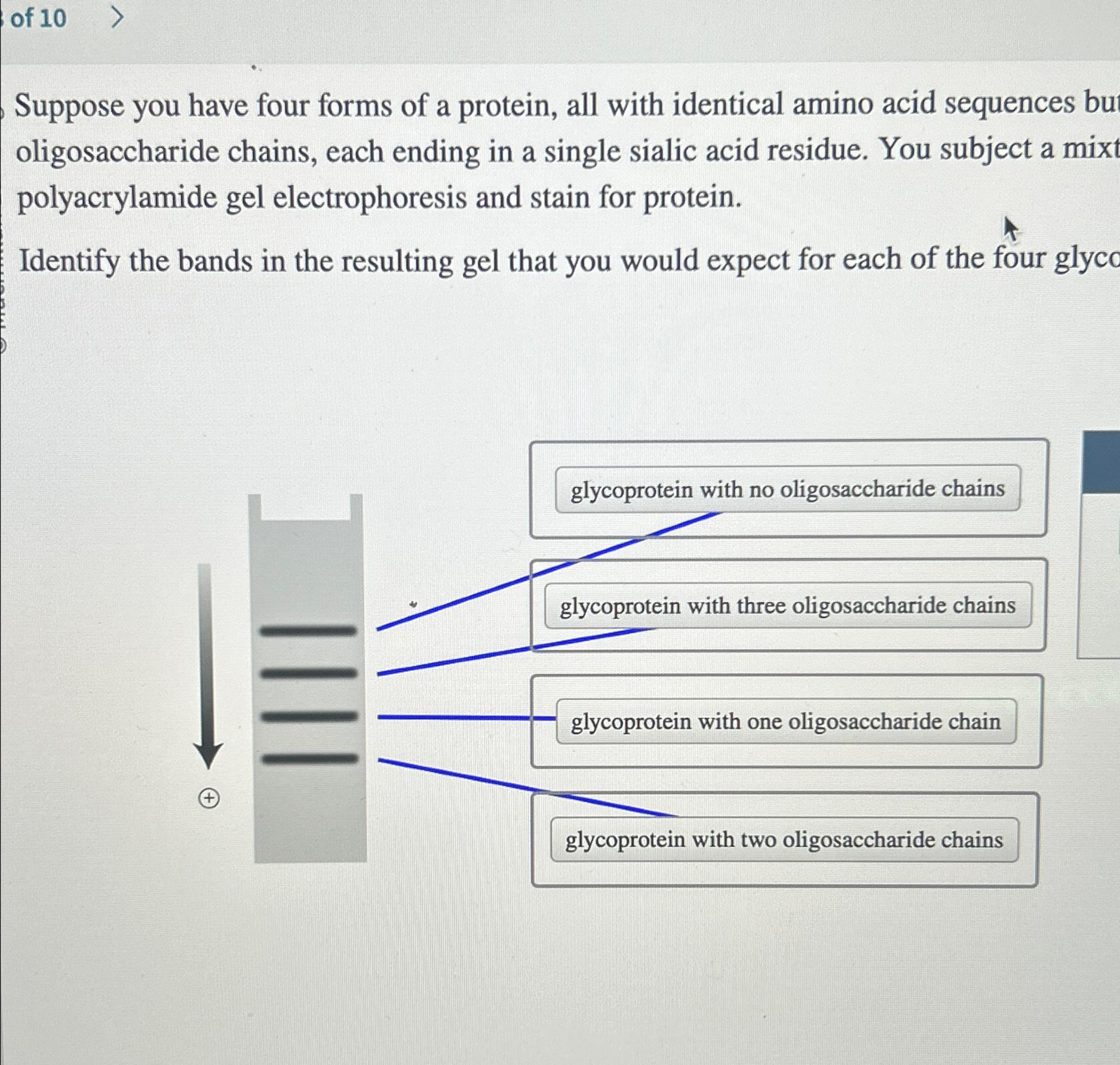 Solved Of 10Suppose You Have Four Forms Of A Protein All Chegg