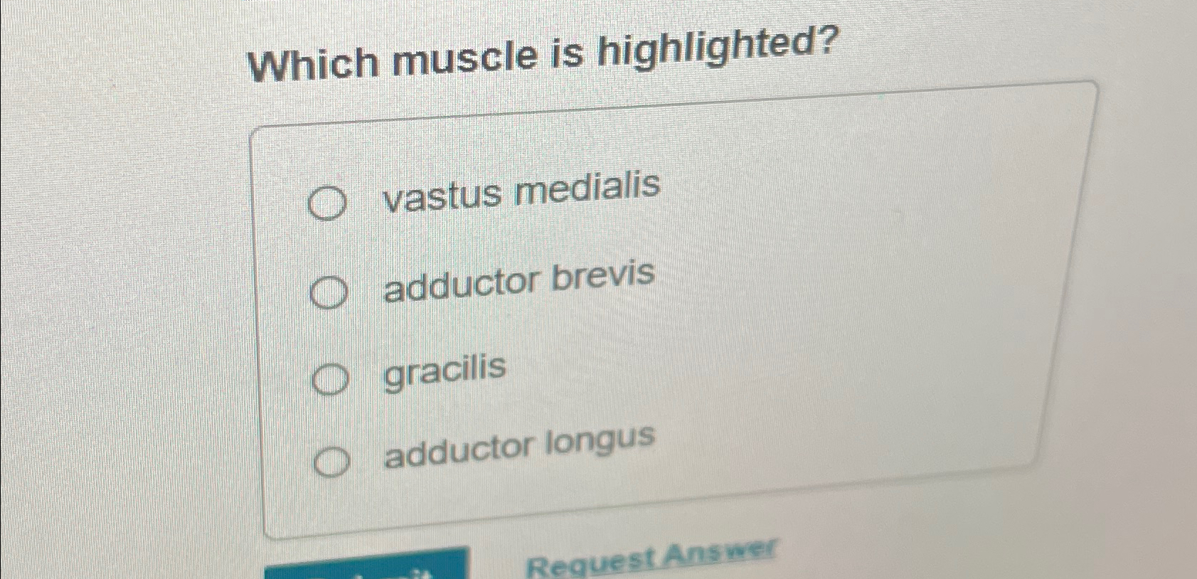 Solved Which Muscle Is Highlighted Vastus Medialisadductor Chegg