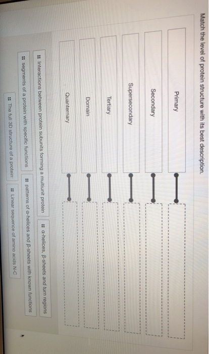 Solved Match The Level Of Protein Structure With Its Best Chegg