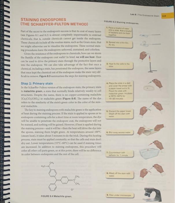 Solved He Endospore Stain Is An Example Of A Structural Chegg