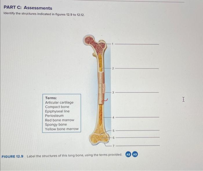 Solved Part C Assessments Identify The Structures Indicated Chegg