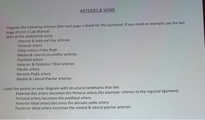 Solved ARTERIES VEINS Diagram The Following Arteries The Chegg