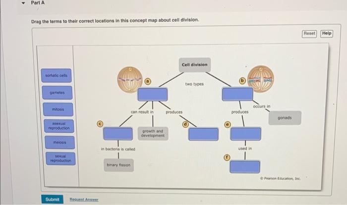 Solved Part A The First Stage Of Meiosis Drag Each Image Chegg