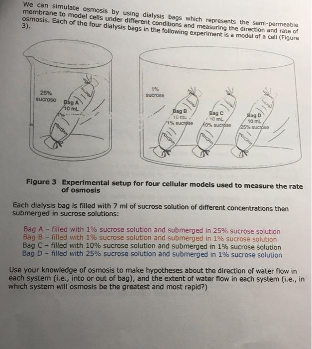 Solved We Can Simulate Osmosis By Using Dialysis Bags Which Chegg