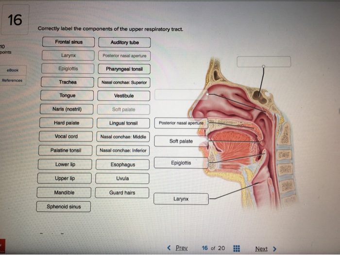 Solved Correctly Label The Components Of The Upper Chegg