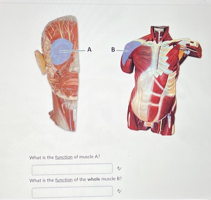 Solved Identify The Muscle Labeled A Identify The Muscle Chegg