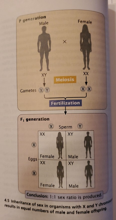 Solved If Nondisjunction Of The Sex Chromosomes Takes Chegg