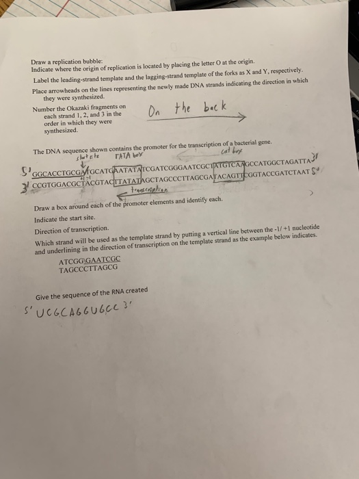 Solved Draw A Replication Bubble Indicate Where The Origin Chegg