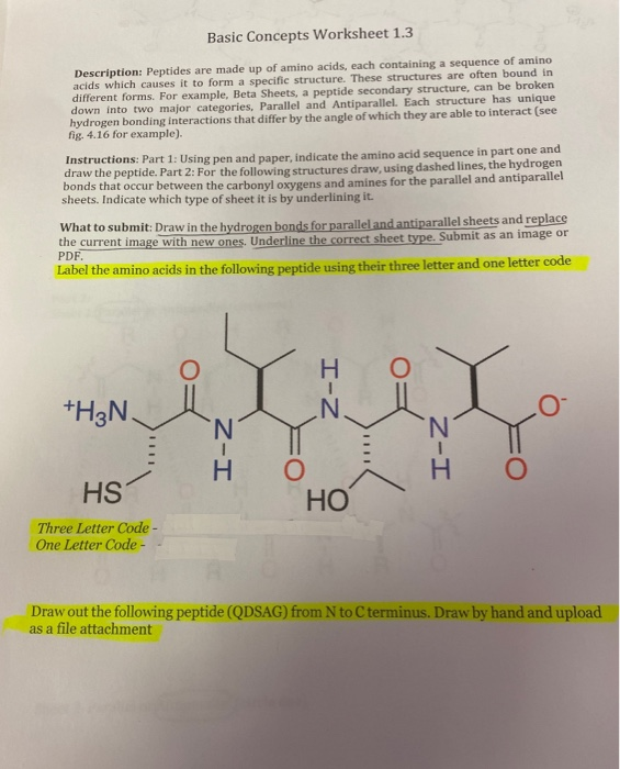 Solved Basic Concepts Worksheet 1 3 Description Peptides Chegg