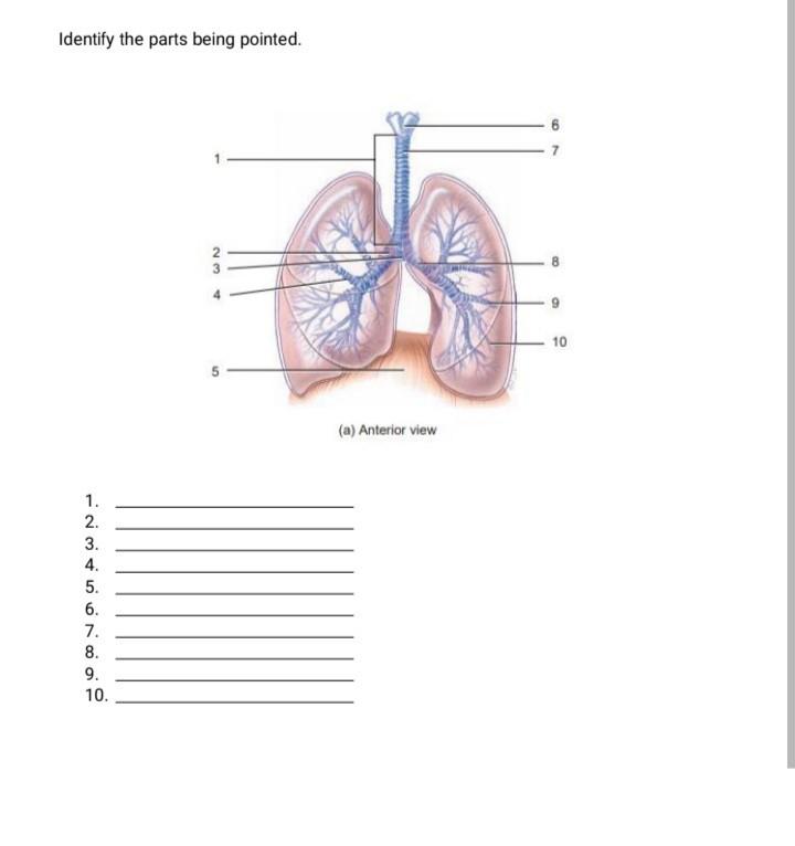 Solved Identify The Parts Of The Larynx Hyold Bone 10 Chegg