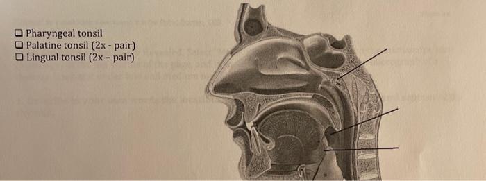 Solved Pharyngeal Tonsil Palatine Tonsil 2x Pair Lingual Chegg