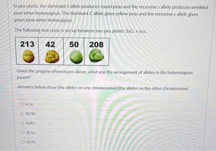 Solved In Pea Plants The Dominant S Allele Produces Round Chegg