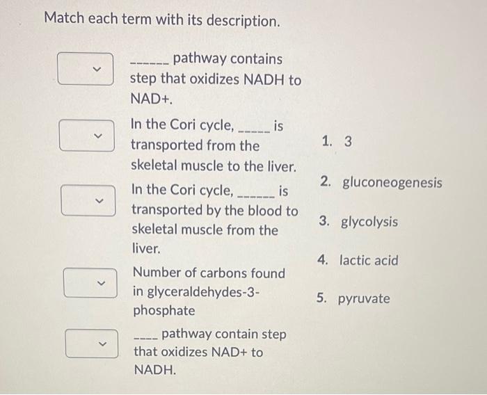 Solved Match Each Term With Its Description Pathway Chegg