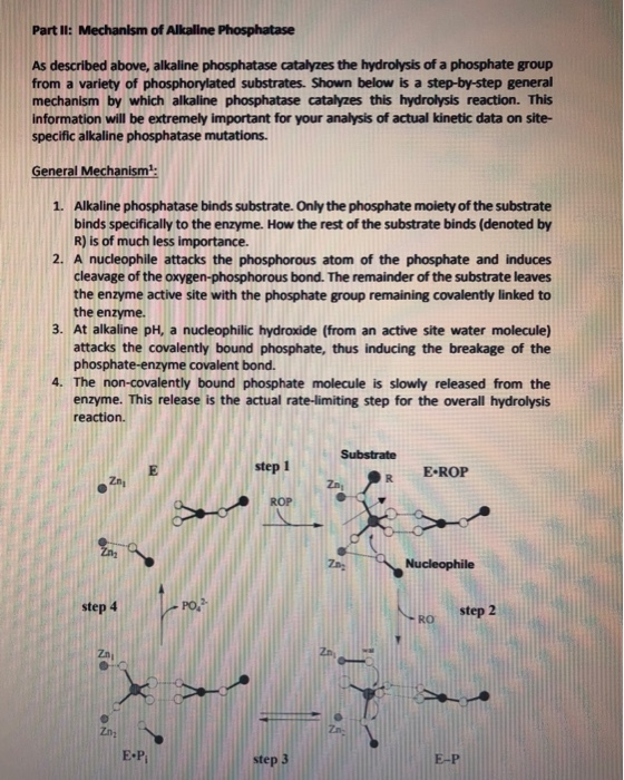 Solved Part Ii Mechanism Of Alkaline Phosphatase As Chegg