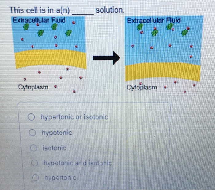 Solved This Cell Is In A N Extracellular Fluid Solution Chegg