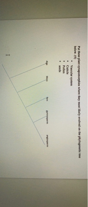 Solved Put These Plant Synapomorphies Where They Most Chegg