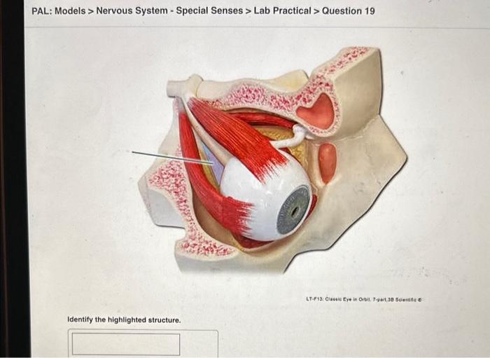 Solved PAL Models Nervous System Special Senses Lab Chegg