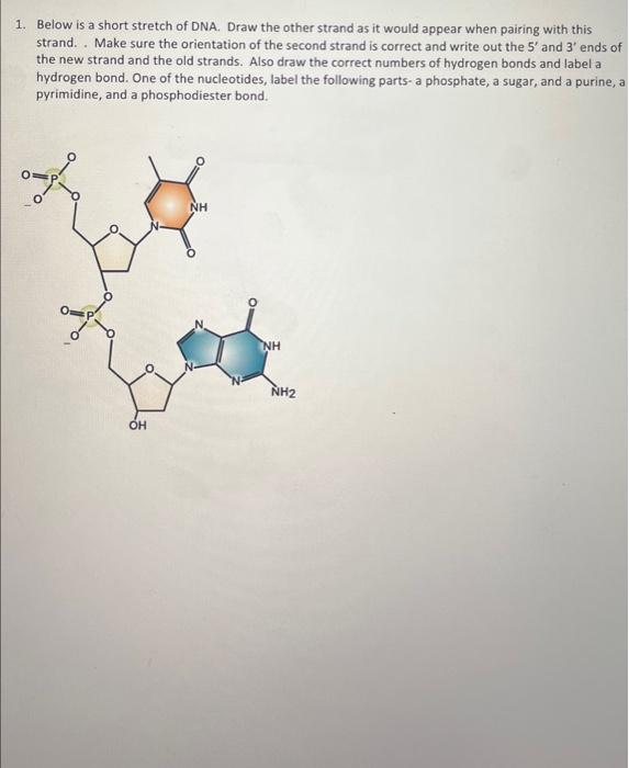 Solved Below Is A Short Stretch Of Dna Draw The Other Chegg