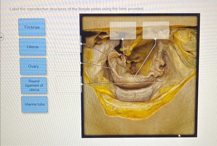 Solved Label The Reproductive Structures Of The Female Chegg
