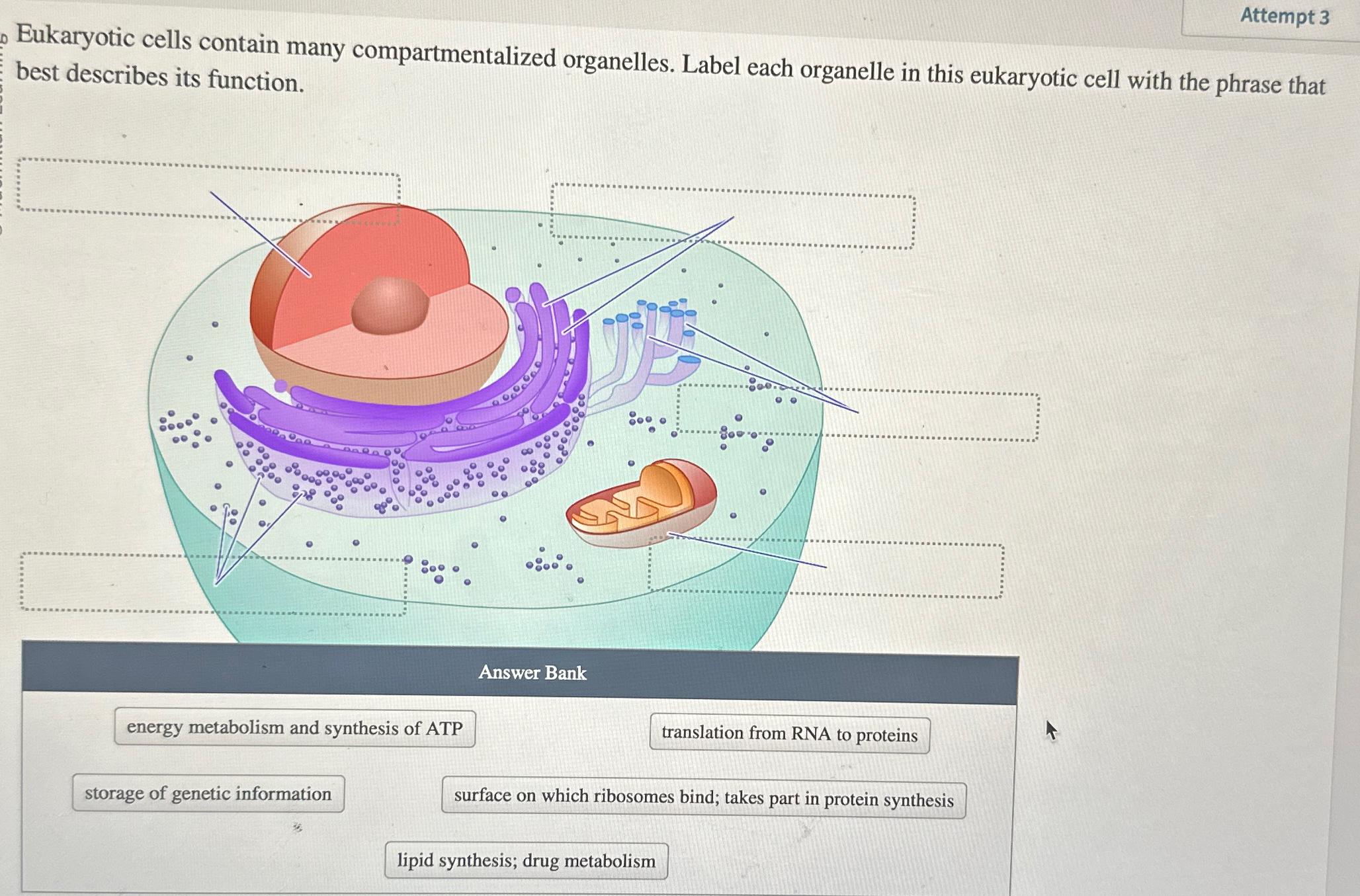 Solved Eukaryotic Cells Contain Many Compartmentalized Chegg