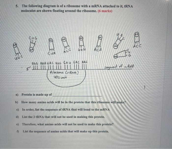 Solved The Following Diagram Is Of A Ribosome With A Mrna Chegg