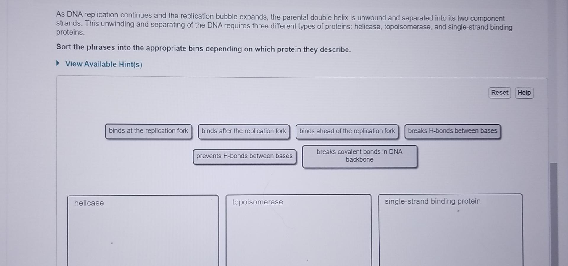 Solved As DNA Replication Continues And The Replication Chegg