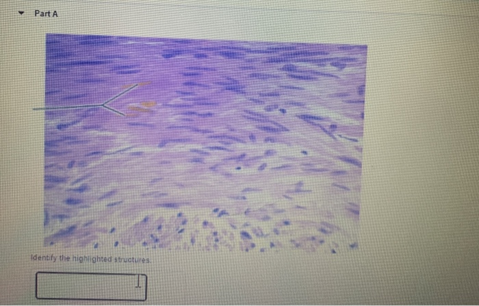 Solved Part A Identify The Highlighted Structures Chegg