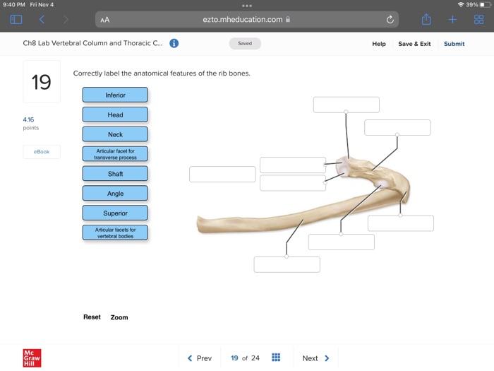 Solved Correctly Label The Anatomical Features Of The Rib Chegg