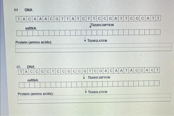 Solved Transcription Translation Practice Worksheet Fill Chegg