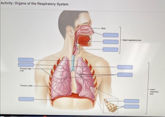 Solved It Labeling Activity Organs Of The Respiratory Chegg