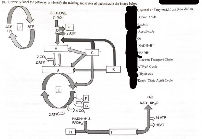 Solved 9 Correctly Label The Pathway Or Identify The Chegg