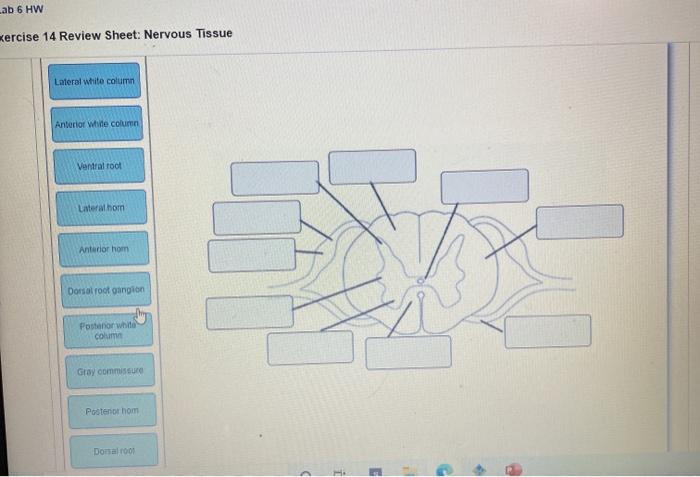 Solved Ab Hw Kercise Review Sheet Nervous Tissue Chegg