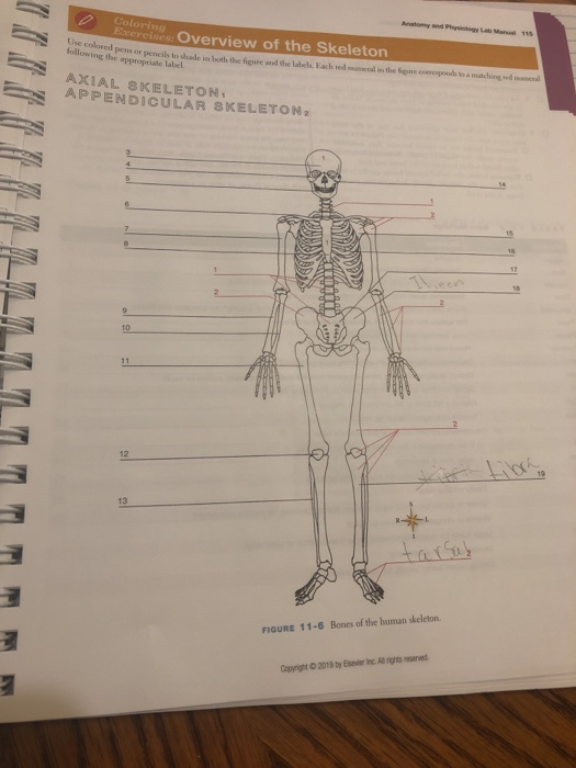 Solved Coloring Exercises Overview Of The Skeleton Ted Chegg