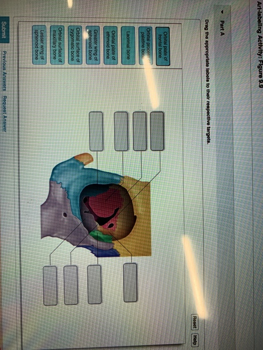 Solved Art Labeling Activity Figure Part A Drag The Chegg