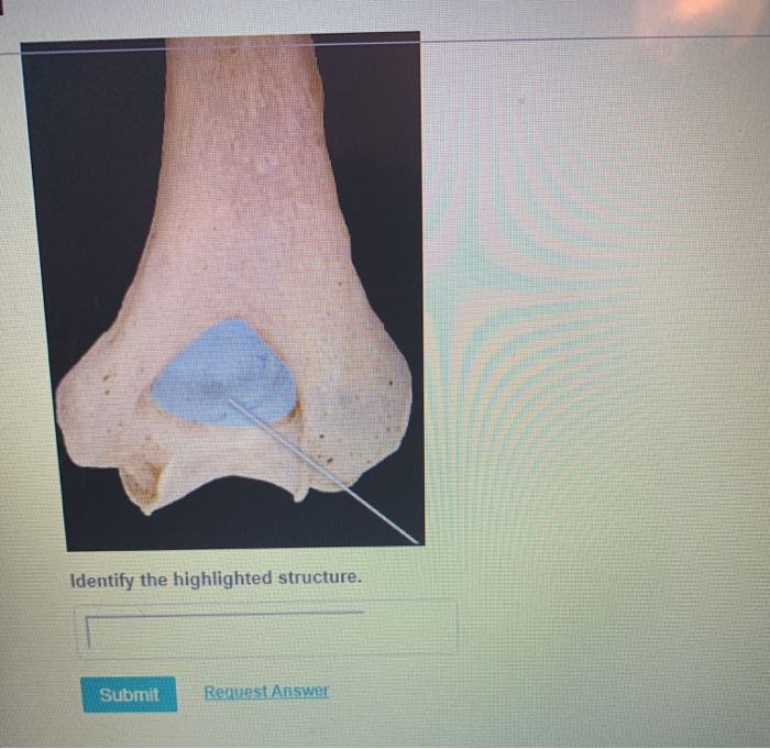 Solved Identify The Highlighted Structure Submit Request Chegg