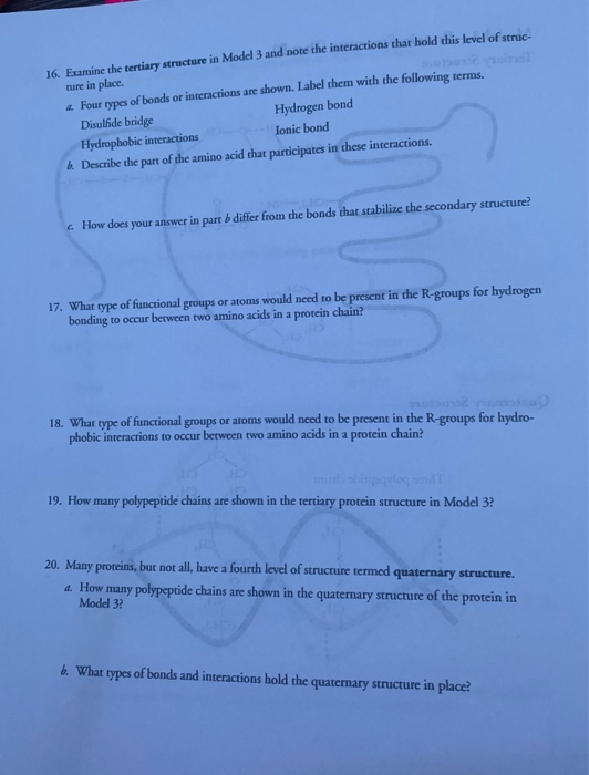 Solved Model 3 Protein Structure Part B Tertiary Chegg
