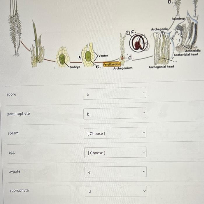 Solved This Plant Is Considered Spore Gametophyte Sperm Chegg