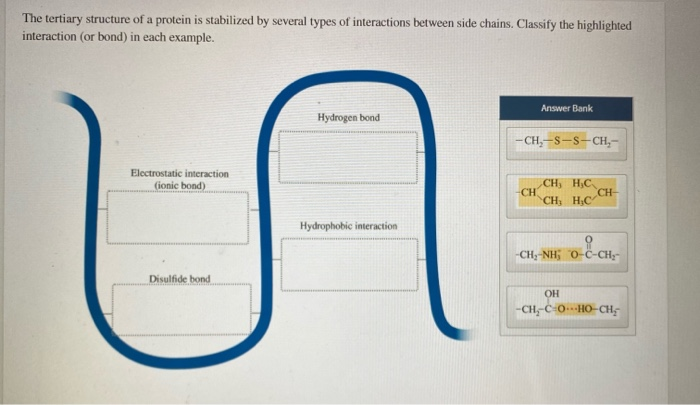 Solved The Tertiary Structure Of A Protein Is Stabilized By Chegg