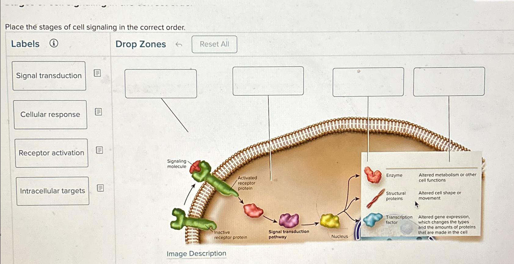 Solved Place The Stages Of Cell Signaling In The Correct Chegg