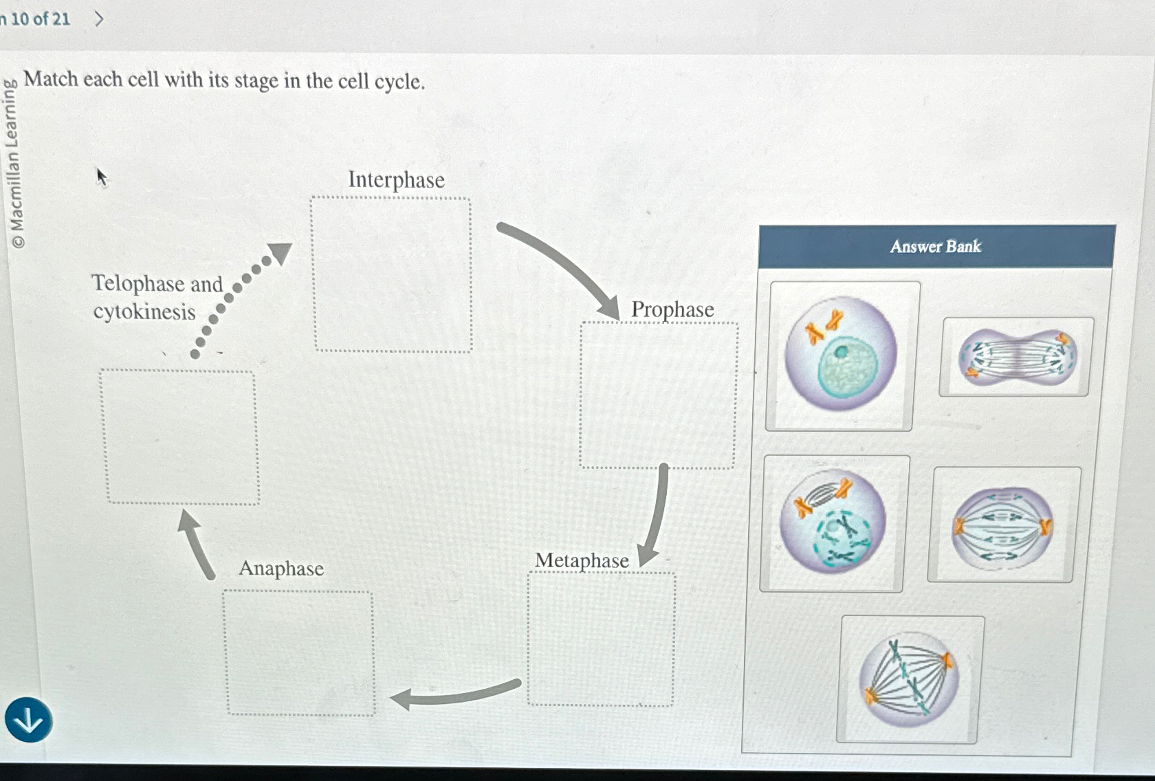 Solved 10 Of 21Match Each Cell With Its Stage In The Cell Chegg