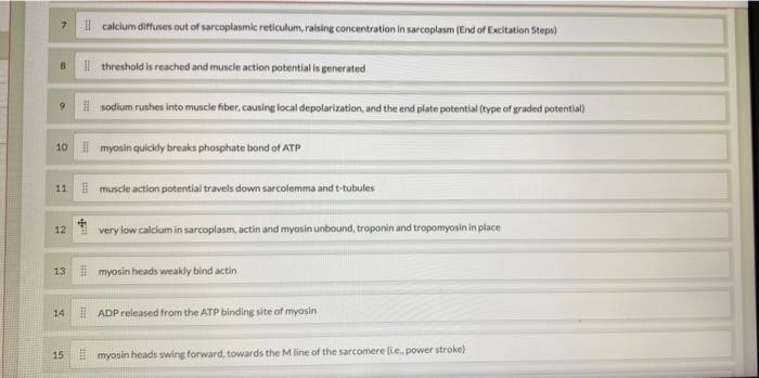 Solved Arrange The Steps Of Muscle Excitation And Chegg