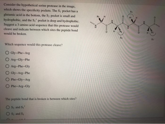 Solved S Ry Consider The Hypothetical Serine Protease In Chegg