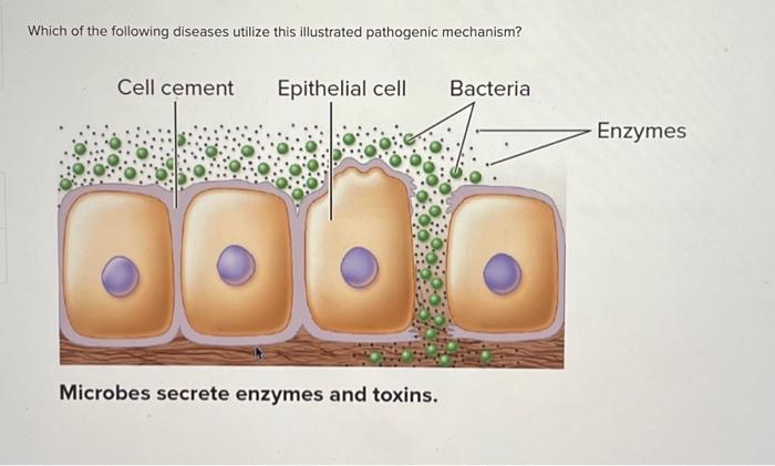 Solved Which Of The Following Diseases Utilize This Chegg