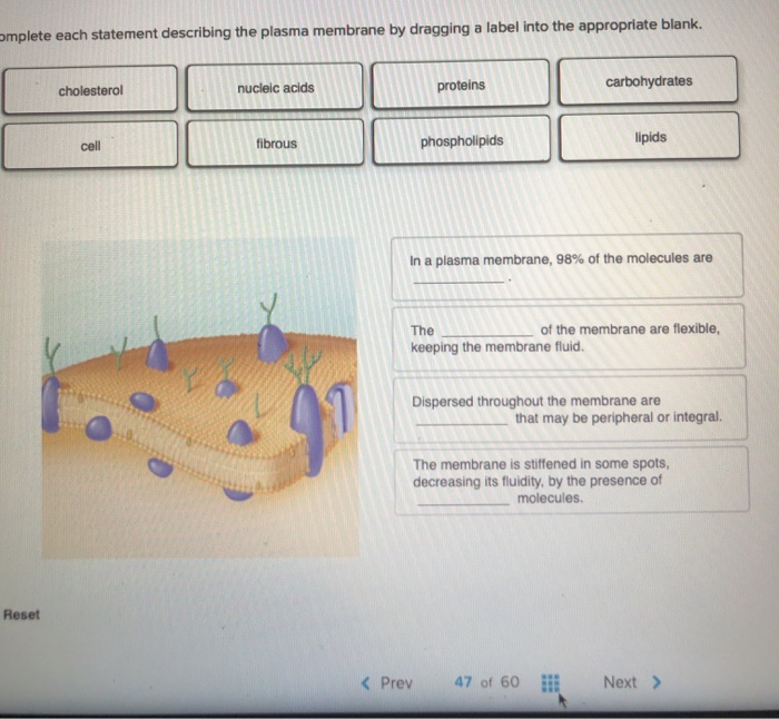 Solved Omplete Each Statement Describing The Plasma Membrane Chegg