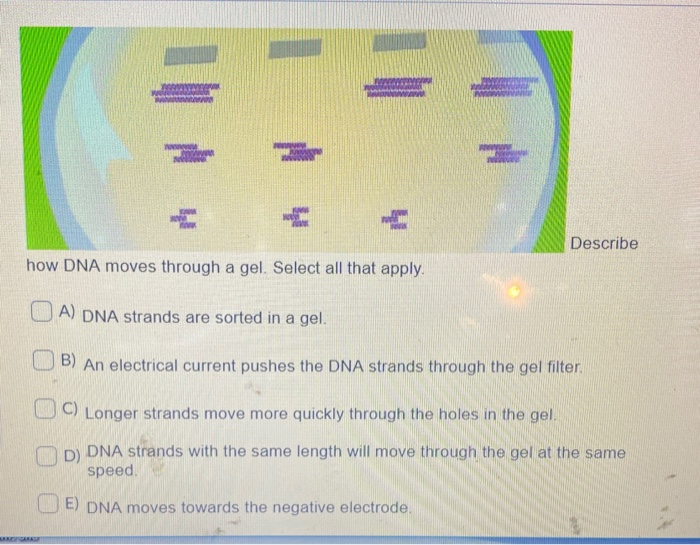 Solved Describe How DNA Moves Through A Gel Select All That Chegg