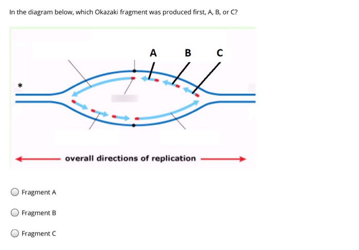 Solved In The Diagram Below Which Okazaki Fragment Was Chegg