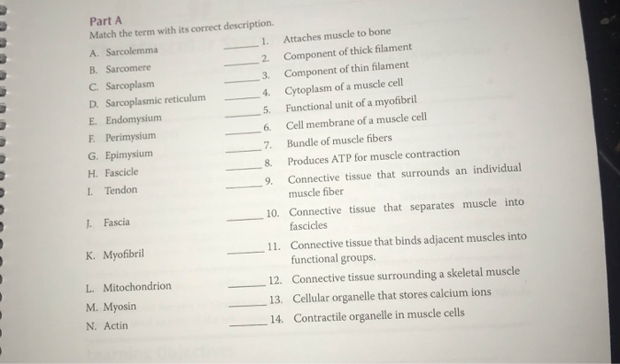 Solved Part A Match The Term With Its Correct Description Chegg