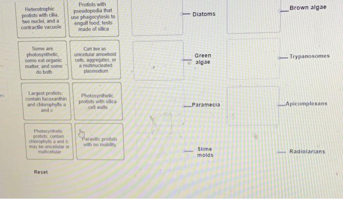 Solved Match Each Protist Group With The Best Description Chegg