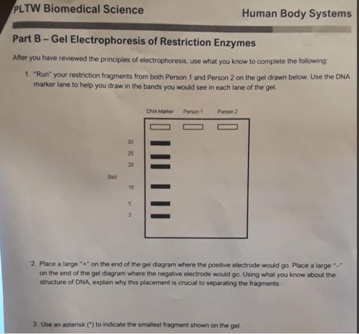 Solved Part B Gel Electrophoresis Of Restriction Enzymes Chegg